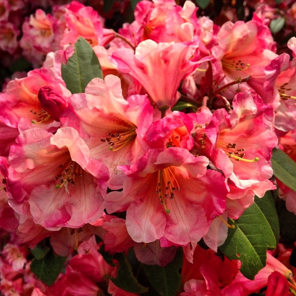 Meet your Posher, Brittany - Picture 1 of 2